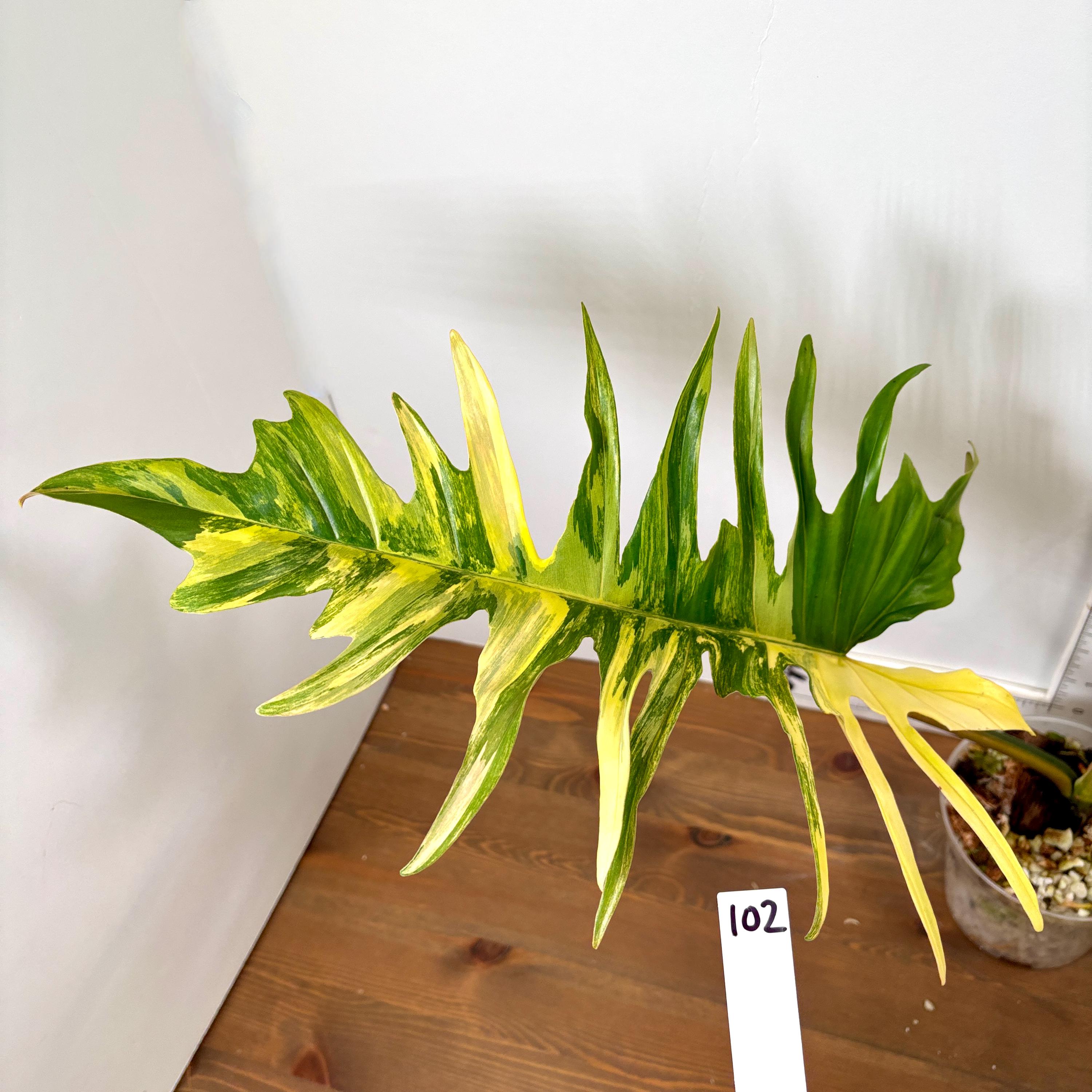 Florida Beauty X Tortum Philodendron | Yellow, Cream, White