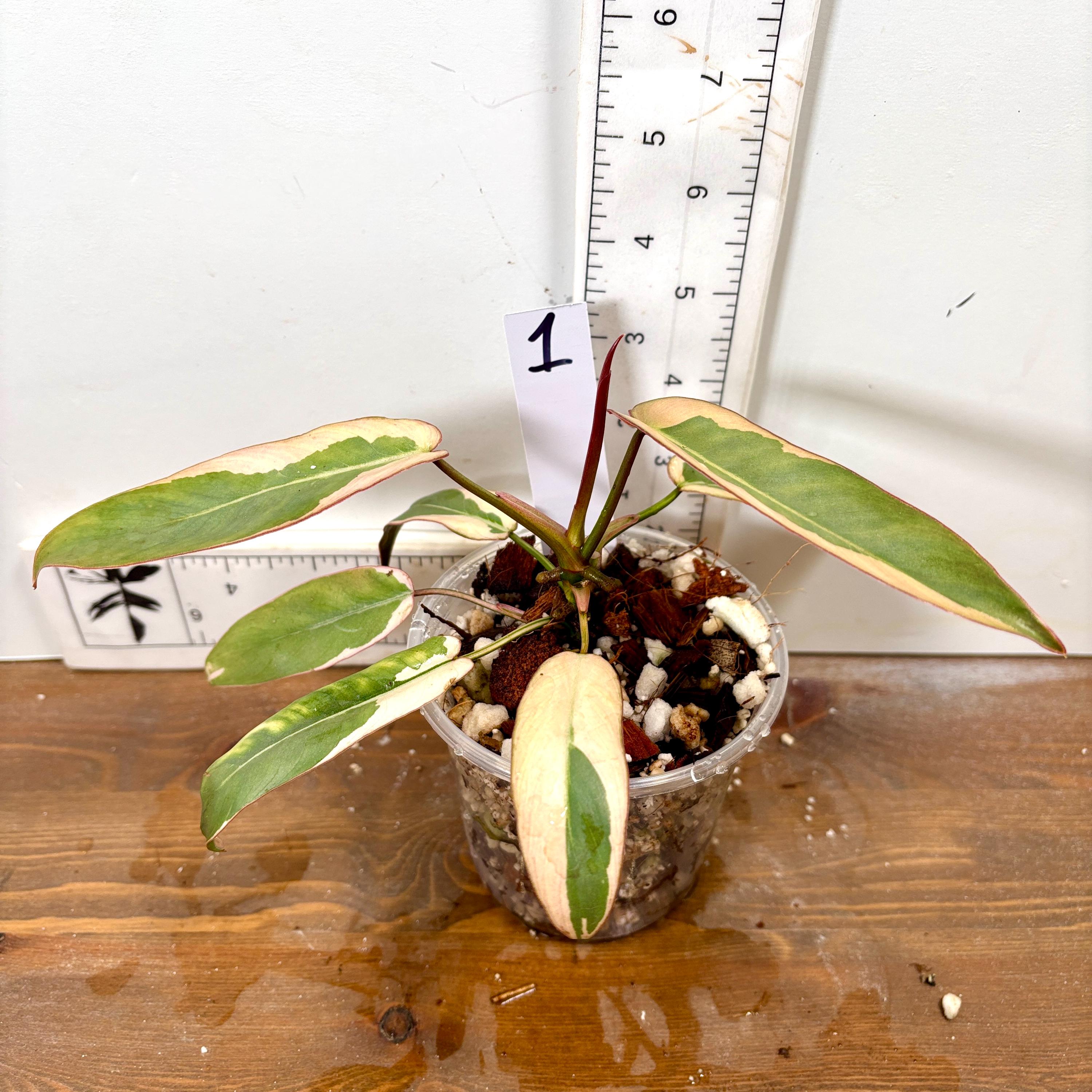 Variegated Atabapoense Philodendron | Pink and White Variegated