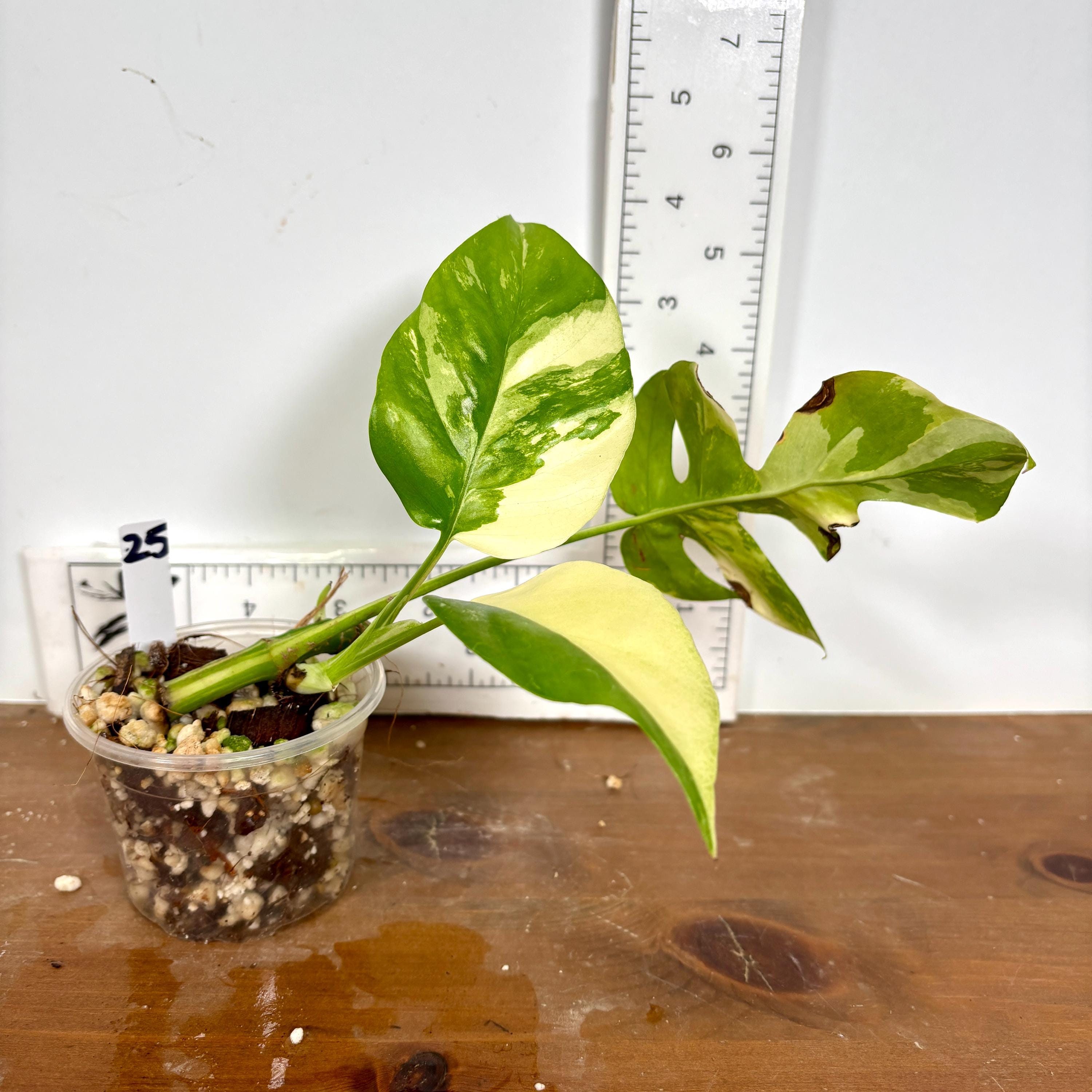 Rhaphidophora tetrasperma 'albo variegated' | Mini Monstera Ginny Albo | Rooted nodes and nodes with leaves