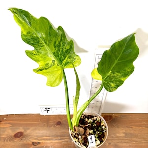 Radiatum Variegated - Etsy