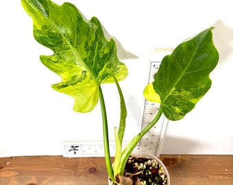 Philodendron Radiatum Variegated | Thaumatophyllum Radiatum Variegata |  Yellow, Cream, White Variegation | Rooted Exact Plants - Etsy