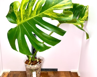 May include: A Monstera deliciosa plant with large, fenestrated leaves featuring vibrant yellow and green variegation. The plant is potted in a clear plastic container filled with wood chips and perlite, with a white tag labeled 1.