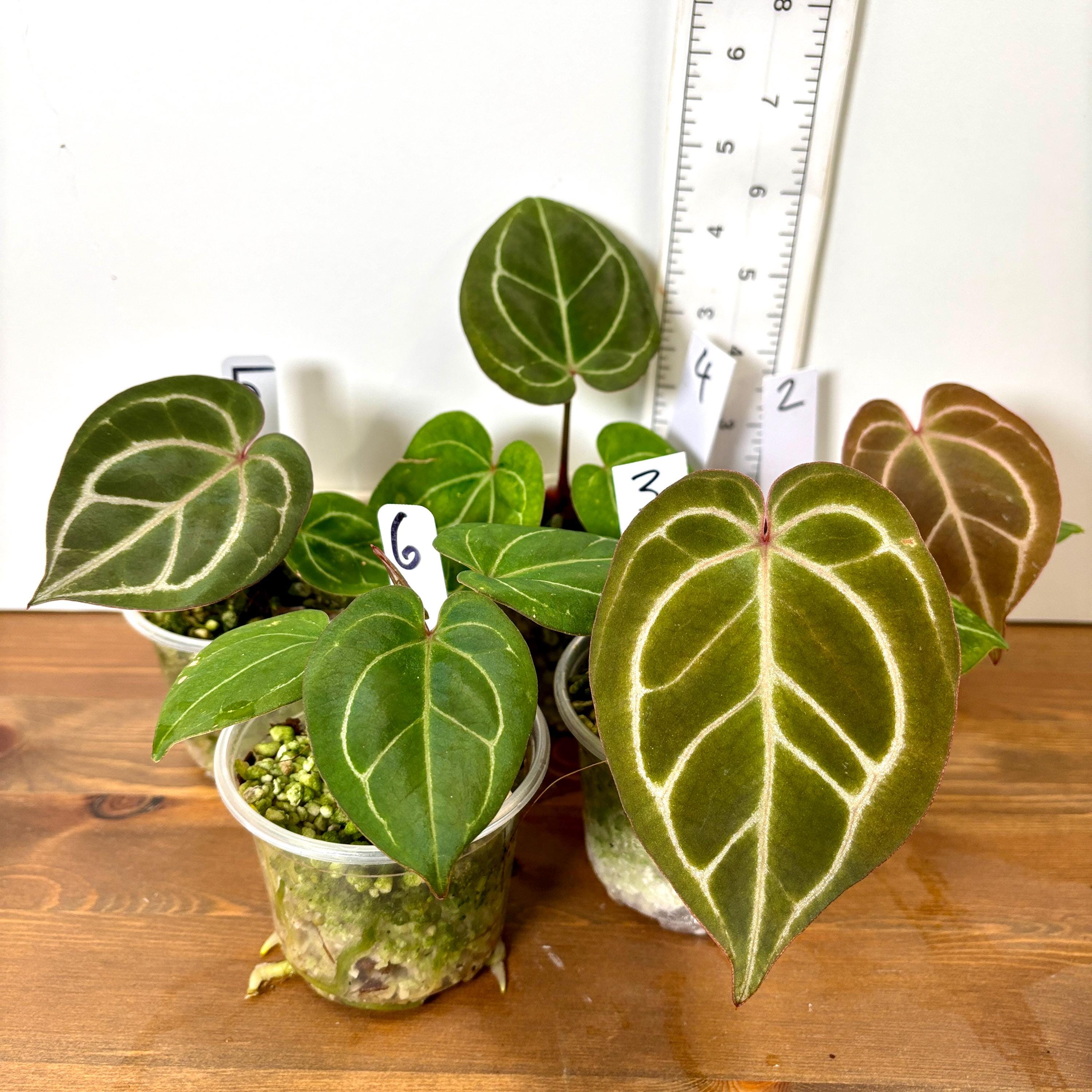 Anthurium Crystallinum Variegated - Etsy