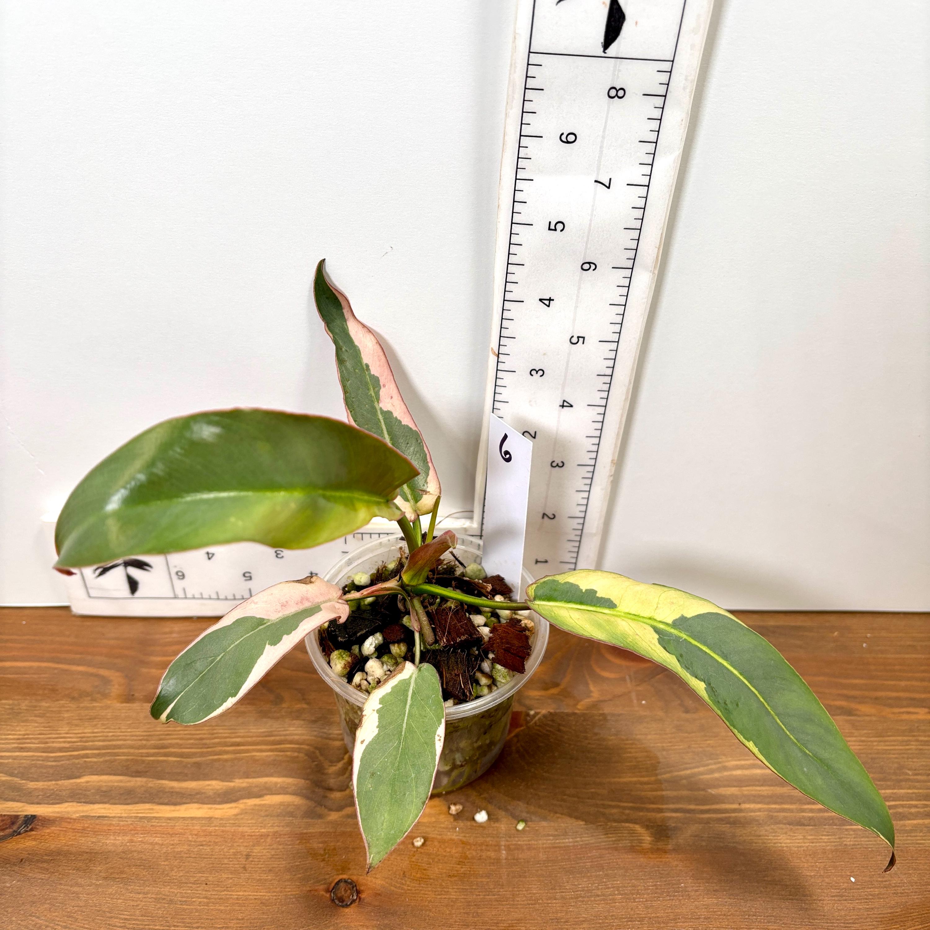 Variegated Atabapoense Philodendron | Pink and White Variegated | Exact  Plants - Etsy