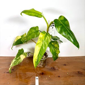 Philodendron domesticum Variegated | Rooted exact plants | Yellow and white variegation