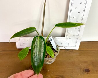 Philodendron Spiritus Sancti | Rare aroid starter plant | Exact Plants Sustainably produced