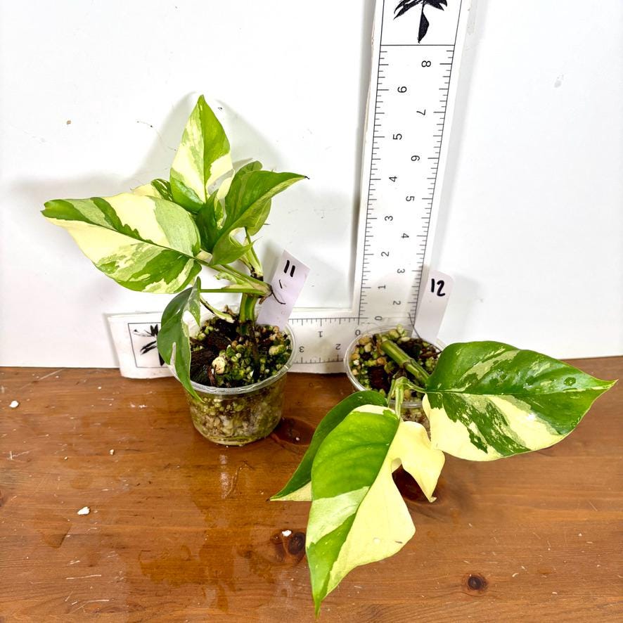 Rhaphidophora tetrasperma 'albo variegated' | Mini Monstera Ginny Albo | Nœuds enracinés et nœuds avec des feuilles