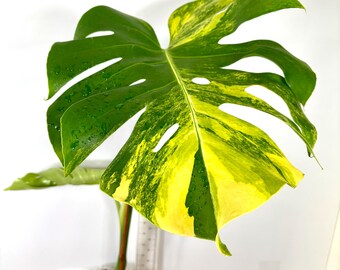 Variegated Yellow Marilyn Monstera Plant, 4