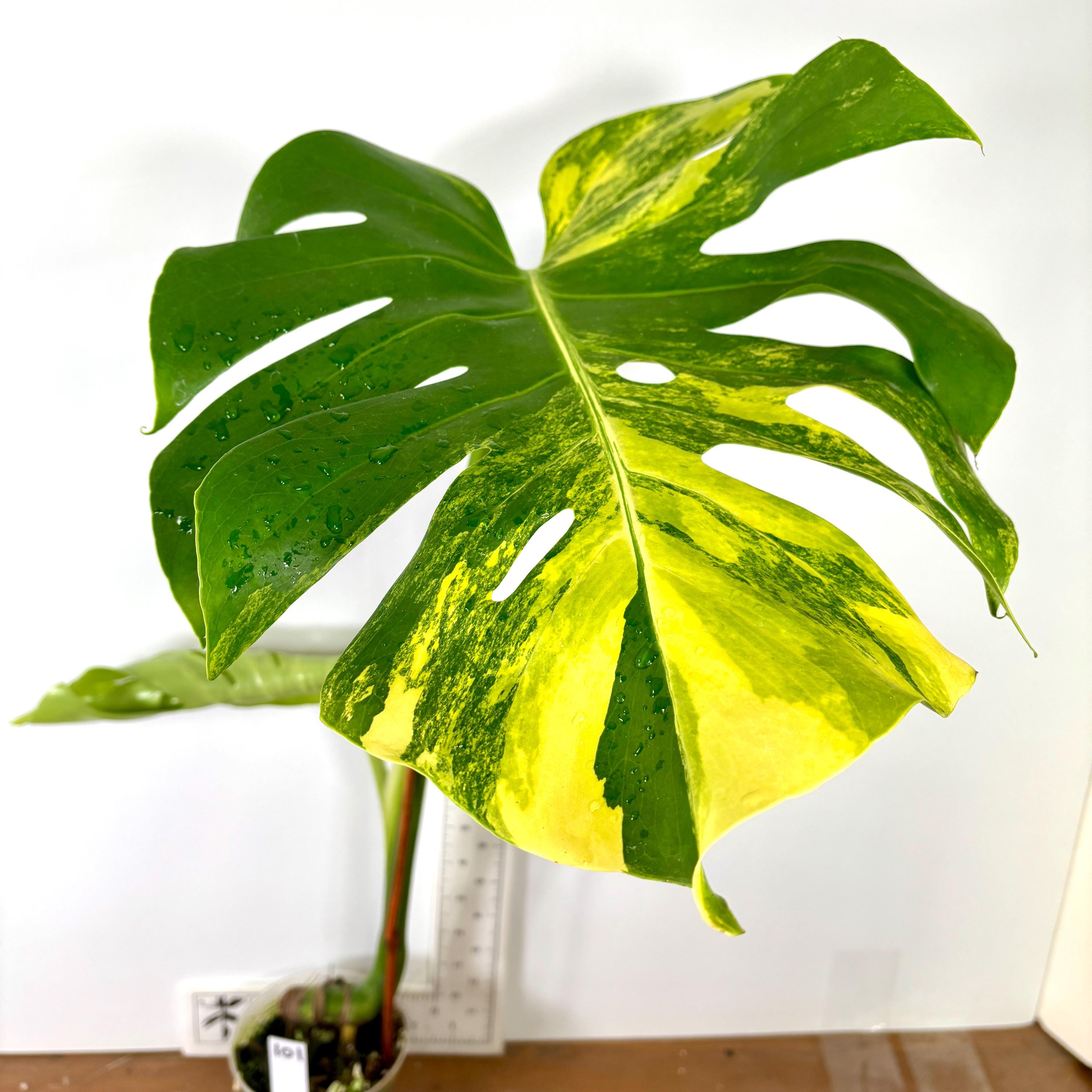 Large Form Aurea Monstera - Etsy