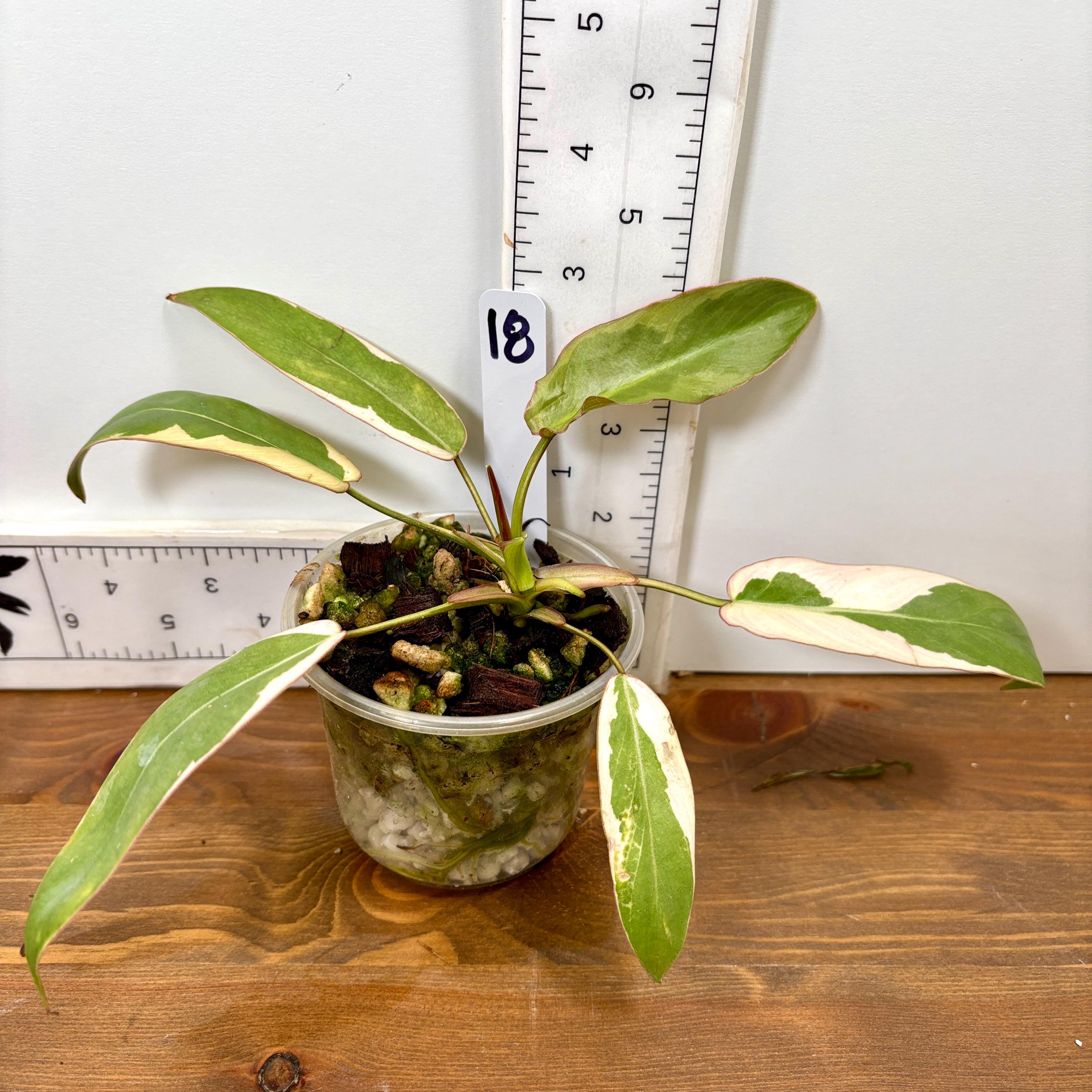 Variegated Atabapoense Philodendron | Pink and White Variegated | Exact  Plants - Etsy
