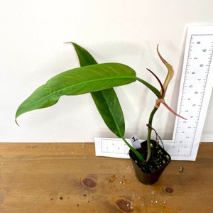 Philodendron bicolor | Exact plants | Elegant tropical aroid