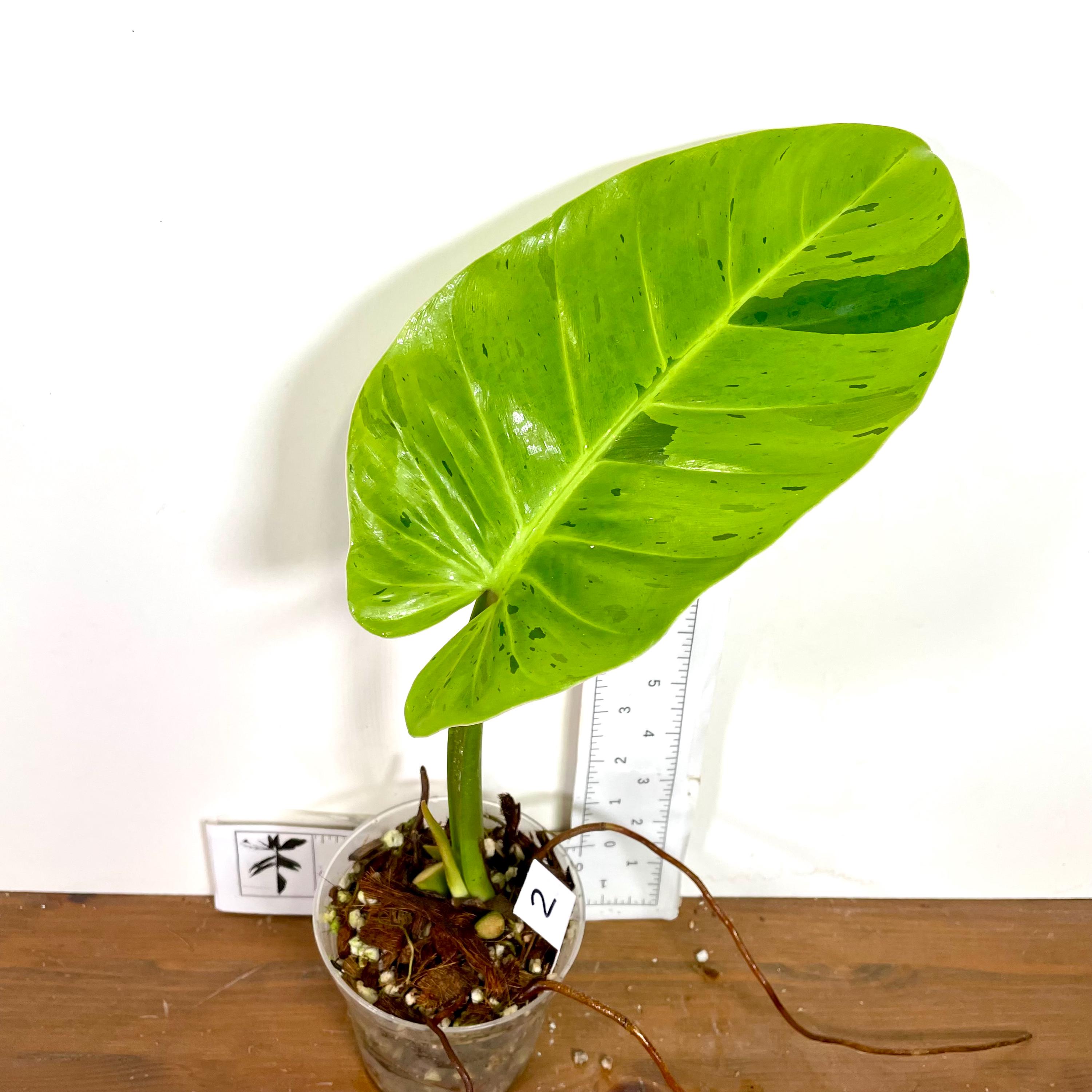 超激レア】Philodendron Reuy sub marble