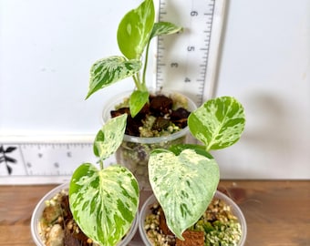 Bulbasaur Monstera deliciosa | Rare high variegation | Rooted baby plants