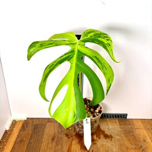 May include: A variegated Monstera plant leaf with deep green and bright lime green patterns, featuring characteristic fenestrations. The plant is potted in a clear container with soil and a white plant marker labeled with the number 1.