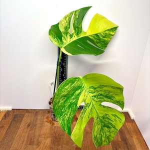 May include: A variegated Monstera plant with two large, fenestrated leaves featuring distinct green and yellow patterns. The plant is supported by a black stake marked with a scale in millimeters, showing a height of approximately 200 millimeters.
