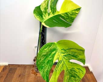 May include: A variegated Monstera plant with two large, fenestrated leaves featuring distinct green and yellow patterns. The plant is supported by a black stake marked with a scale in millimeters, showing a height of approximately 200 millimeters.