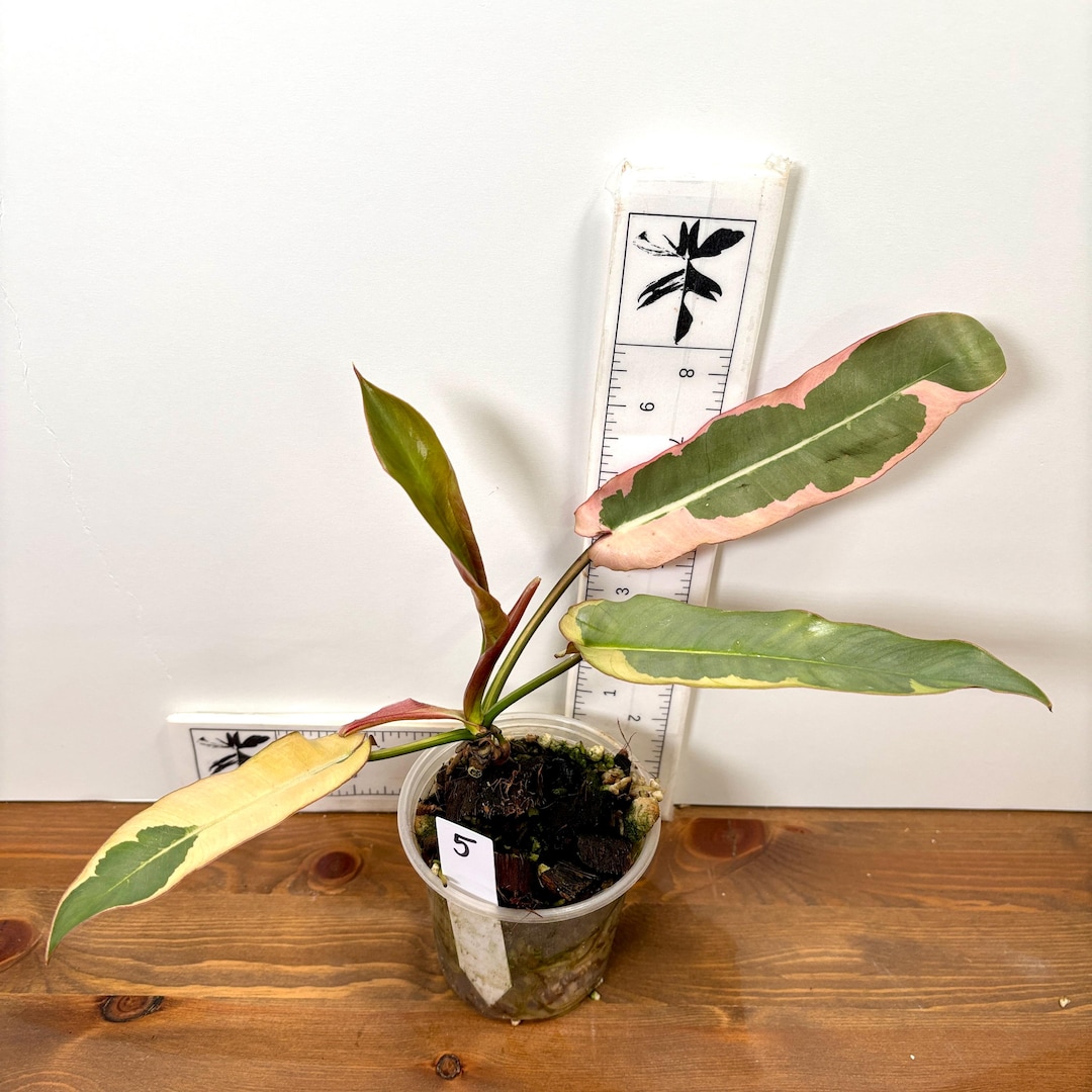 Variegated Atabapoense Philodendron | Pink and white variegated