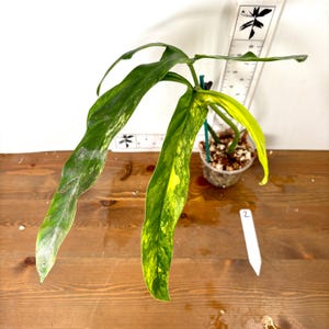 Philodendron Holtonianum Variegated - Etsy