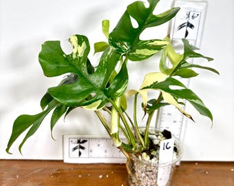 US Seller Rhaphidophora Tetrasperma Migma Variegated - Etsy