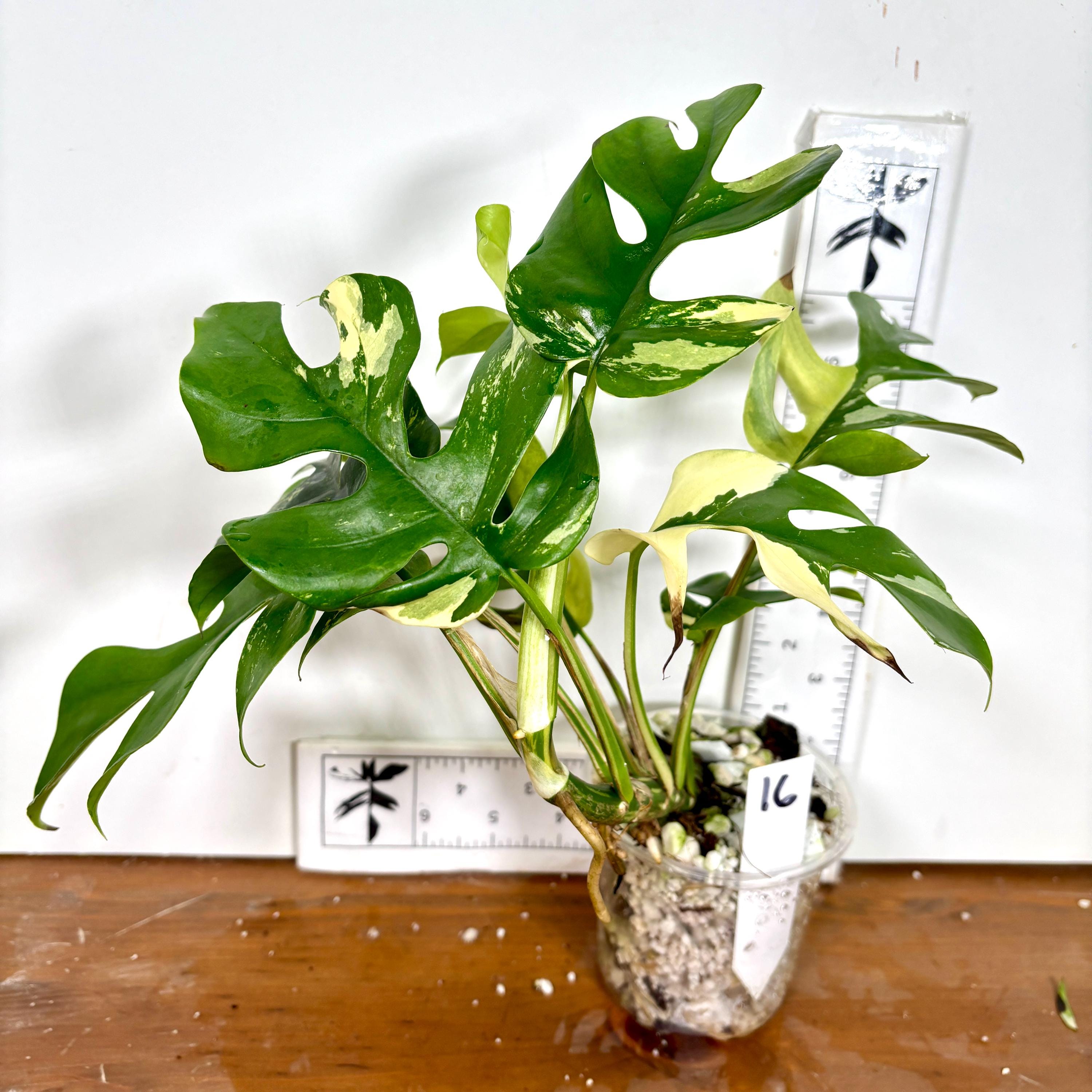 Variegated Mini Monstera Ginny Albo: Rooted Rhaphidophora Tetrasperma