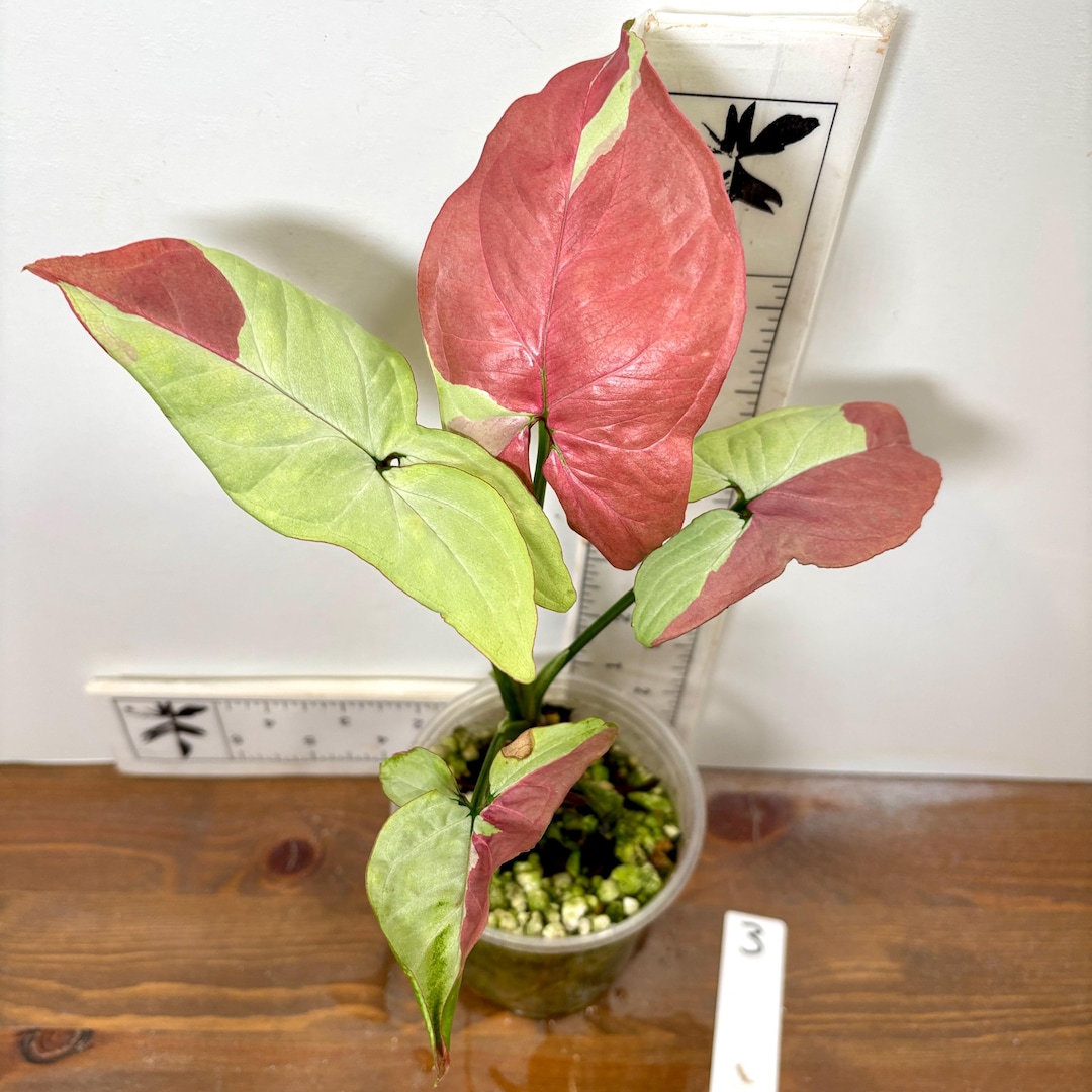Variegated Raspberry Syngonium 'raspberry' Variegated | Pink and White Variegation | Rooted ...
