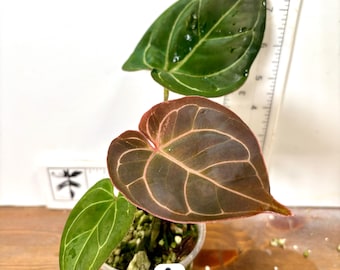 Seed Grown Anthurium King of Spades X (silver Blush X Dorayaki