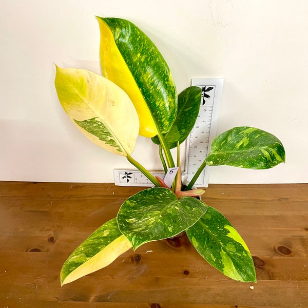 Philodendron Congo Nuclear | New Variegated Hybrid | Exact Plants