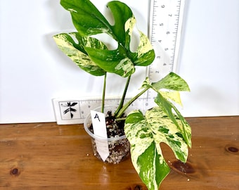 超希少Rhaphidophora Tetrasperma Migmaトップカット 超希少Rhaphidophora Tetrasperma Migma 超希少 斑入りRhaphidophora