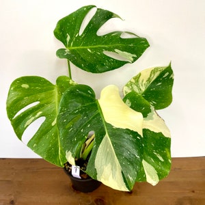 Mature 'Thai Constellation' | Highly variegated monstera | Exact plant in 5 " pot