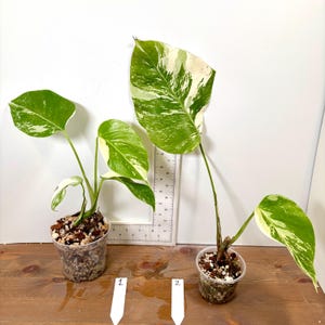 Variegated Monstera Albo Plant: Rooted, Imperfect Leaves