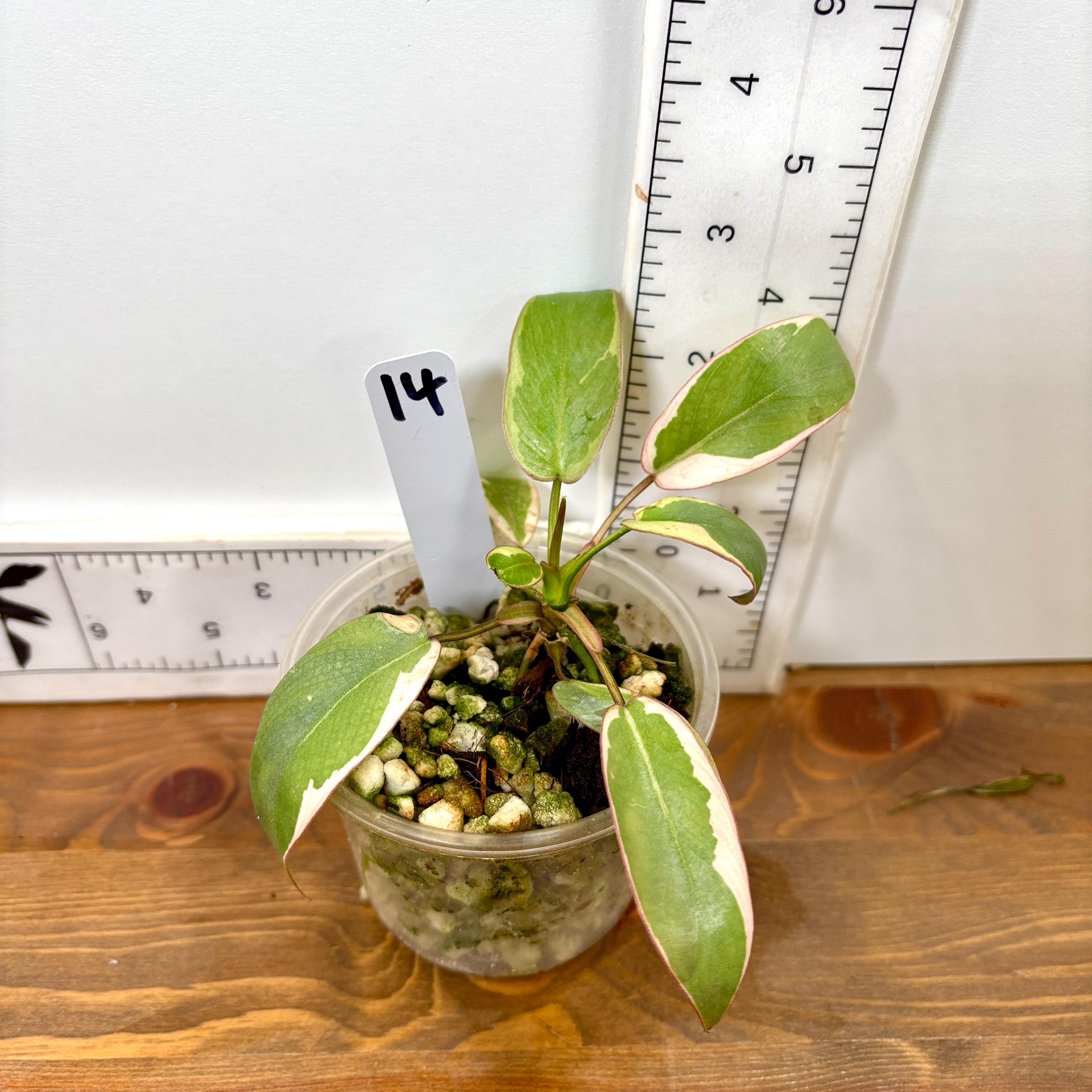 Variegated Atabapoense Philodendron | Pink and White Variegated | Exact  Plants - Etsy