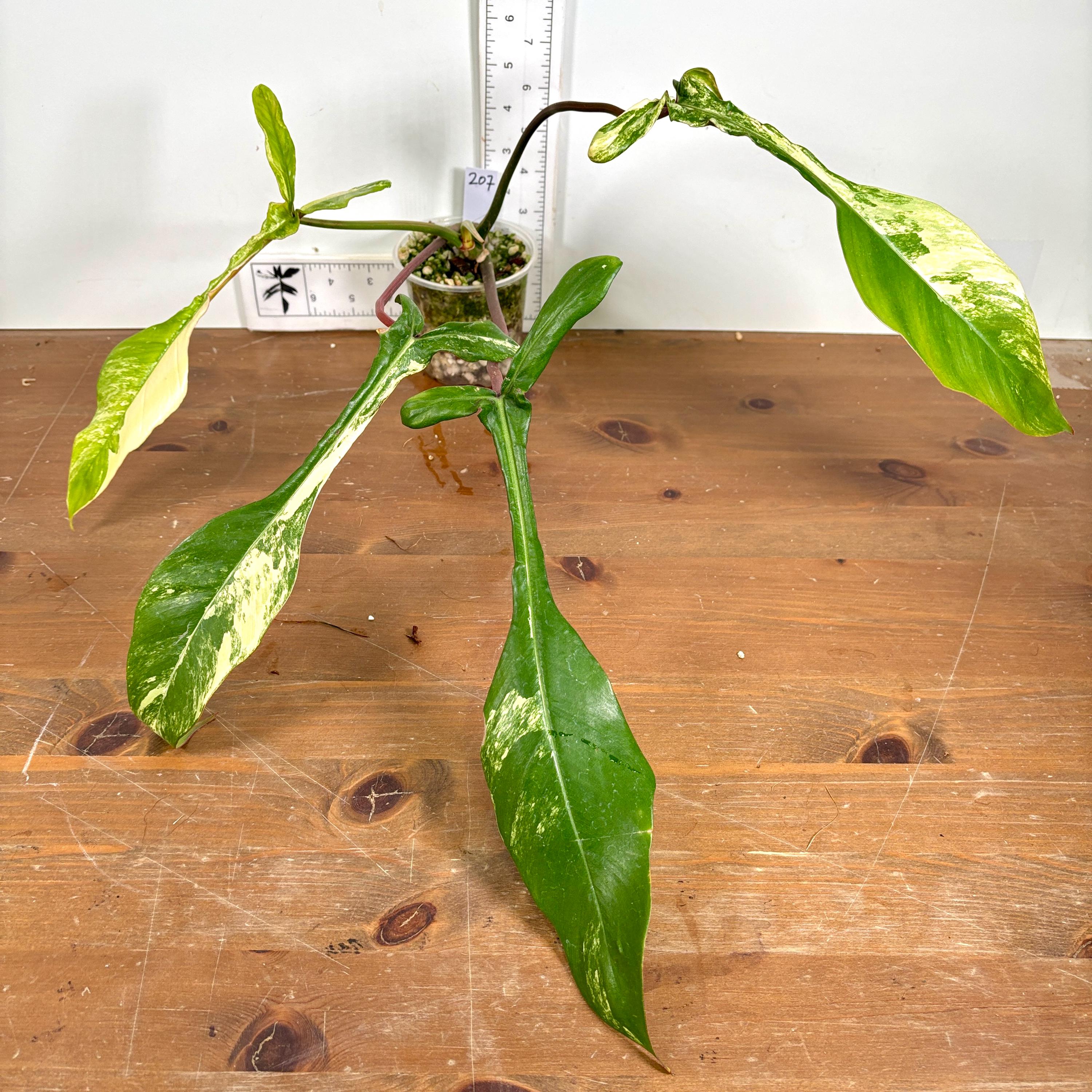 silk plant philodendron 41" Philodendron Spiritus Sancti Leaf Silk Plant w/Plastic Pot -Green