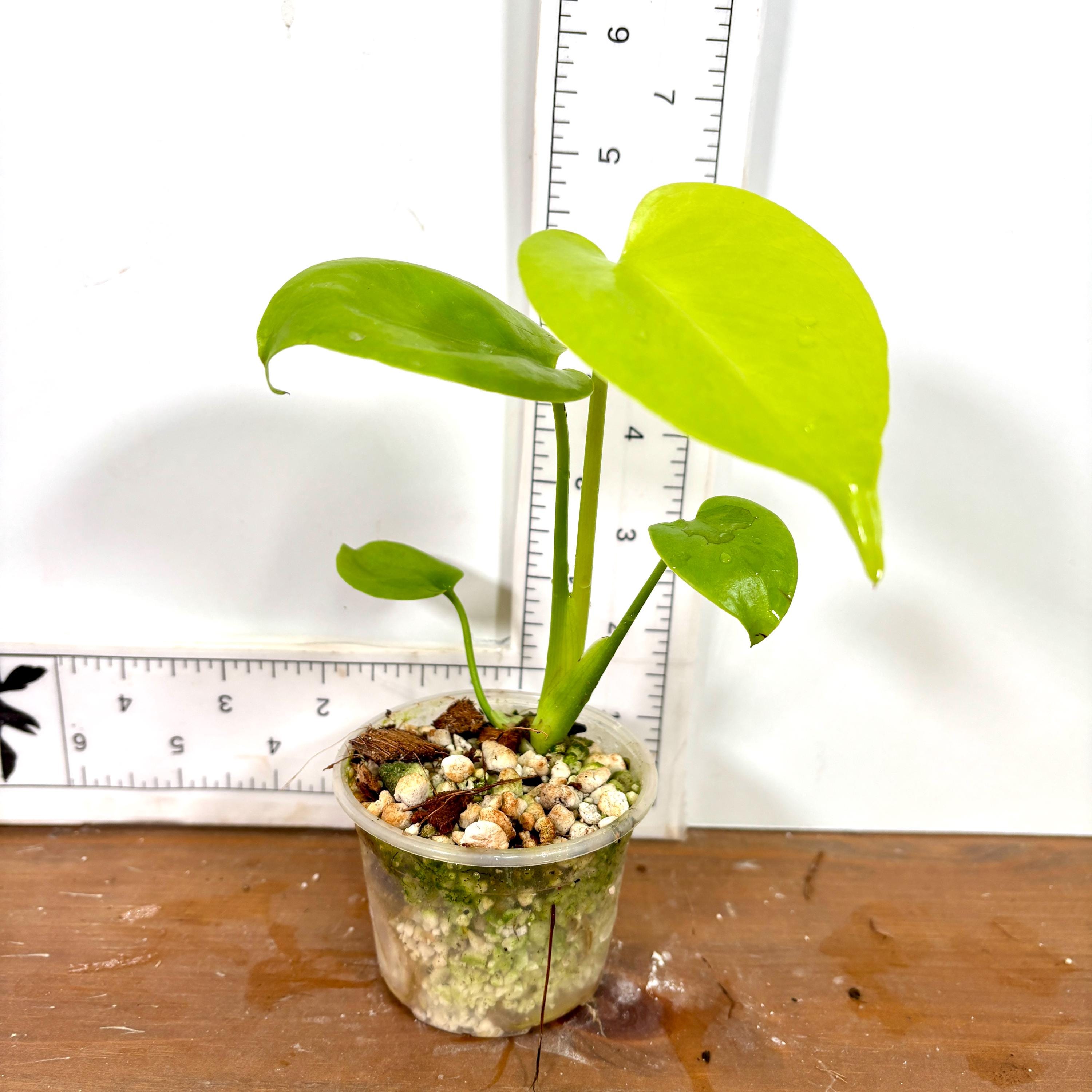 S*u様 Full Variegation / モンステラ レモンライム lsw Monstera Deliciosa Lemon Lime Tissue Culture - High Variegation - Etsy モンステラ・ポトス