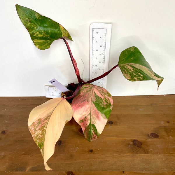 Strawberry Shake Philodendron | Exact Plant | Variegated Philodendron erubescens ‘Strawberry Shake’