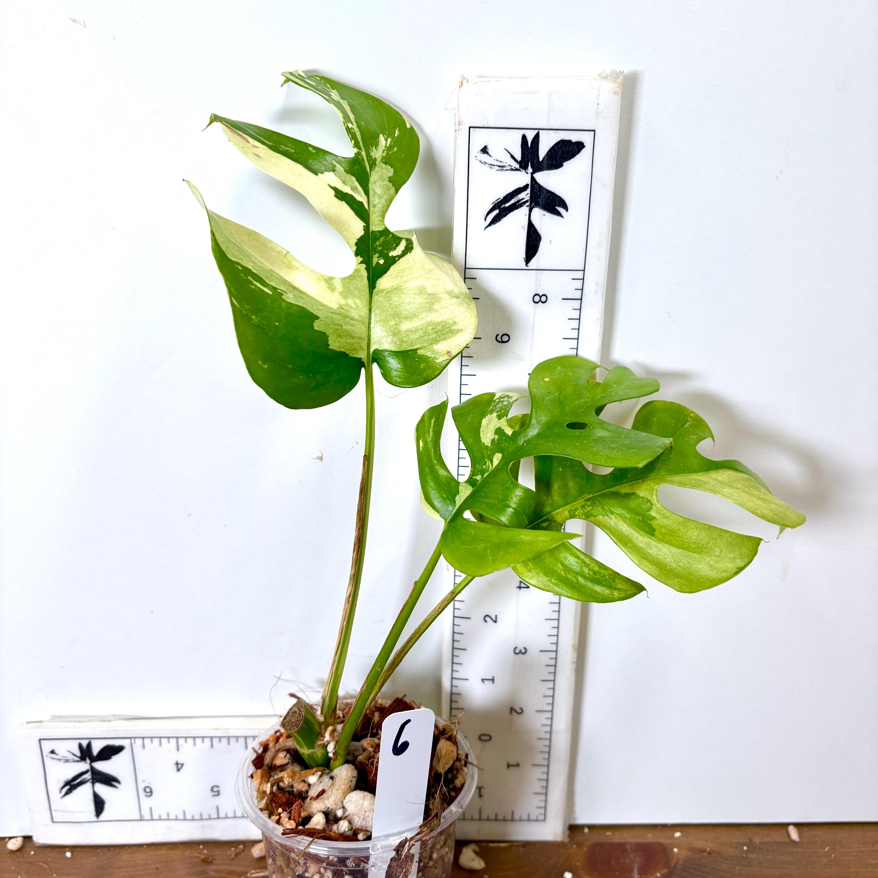 philodendron rosa Rare Philodendron 'Pink Princess' 6
