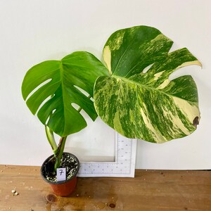 Monstera 'Aurea' (aka Marmota) | Exact plants | Rooted & Growing