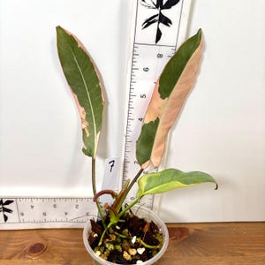 Philodendron Atabapoense - Etsy