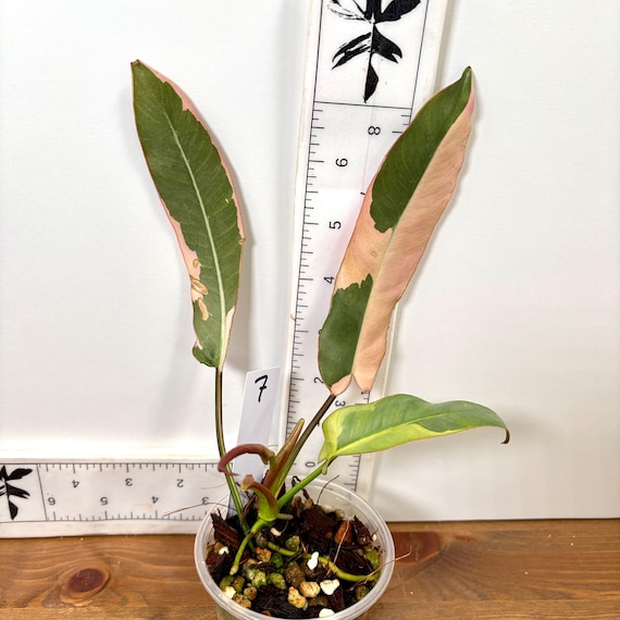 Variegated Atabapoense Philodendron | Pink and White Variegated