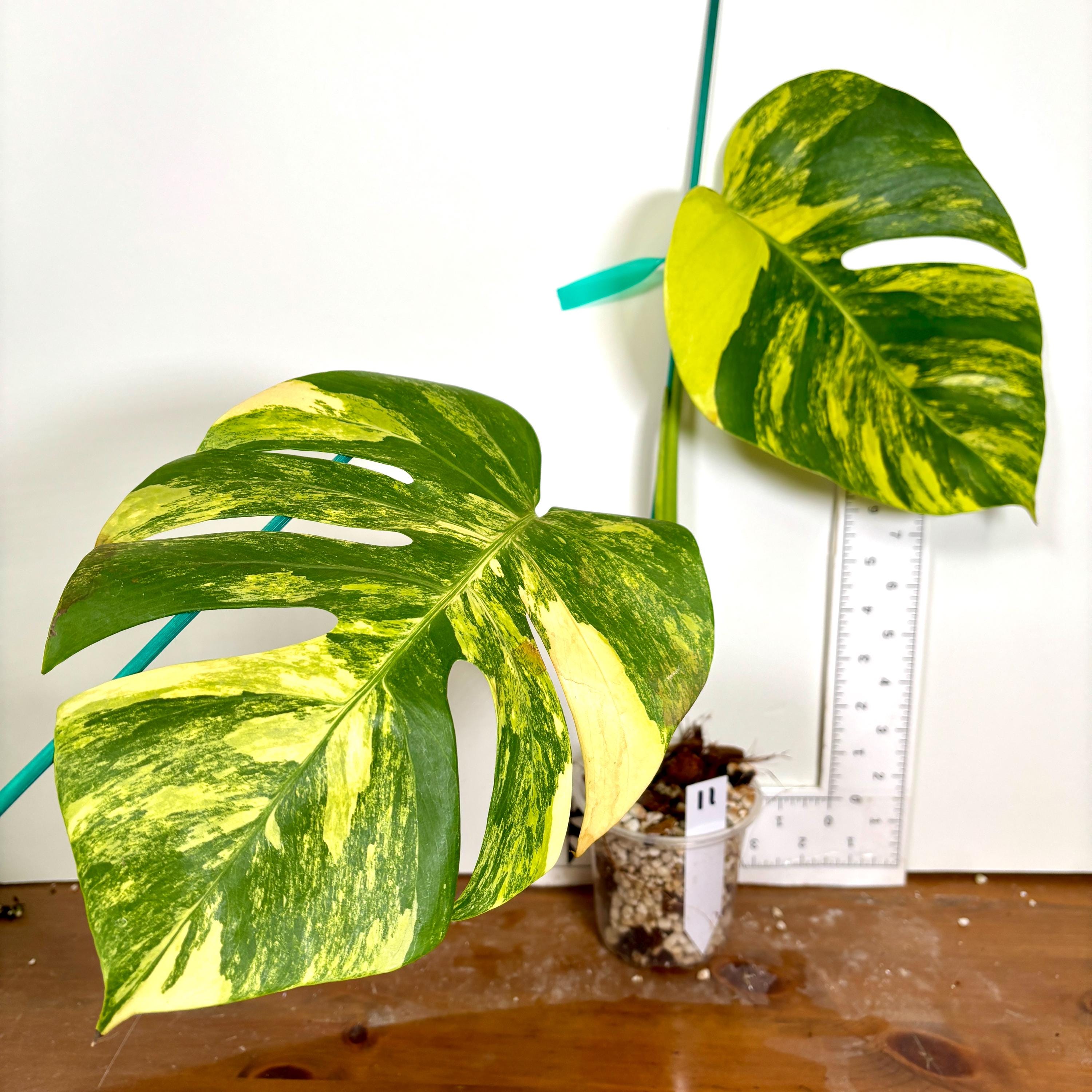 Monstera Aurea Lemon Lime - Etsy