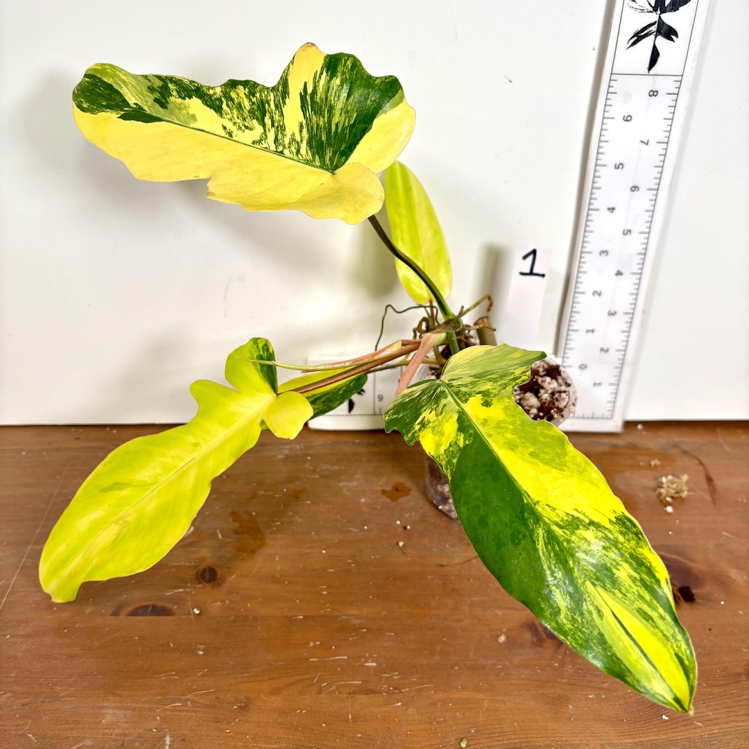 P. Radiatum x Florida Beauty x Mayoi③ Philodendron Florida Beauty