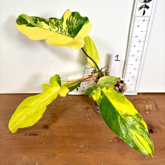 Philodendron Florida Beauty X Mayoi | Yellow, Cream, White