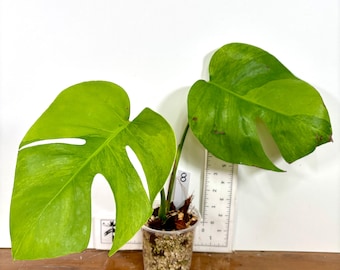 Super Rare Variegated Monstera Green on Green Plant - Variegated