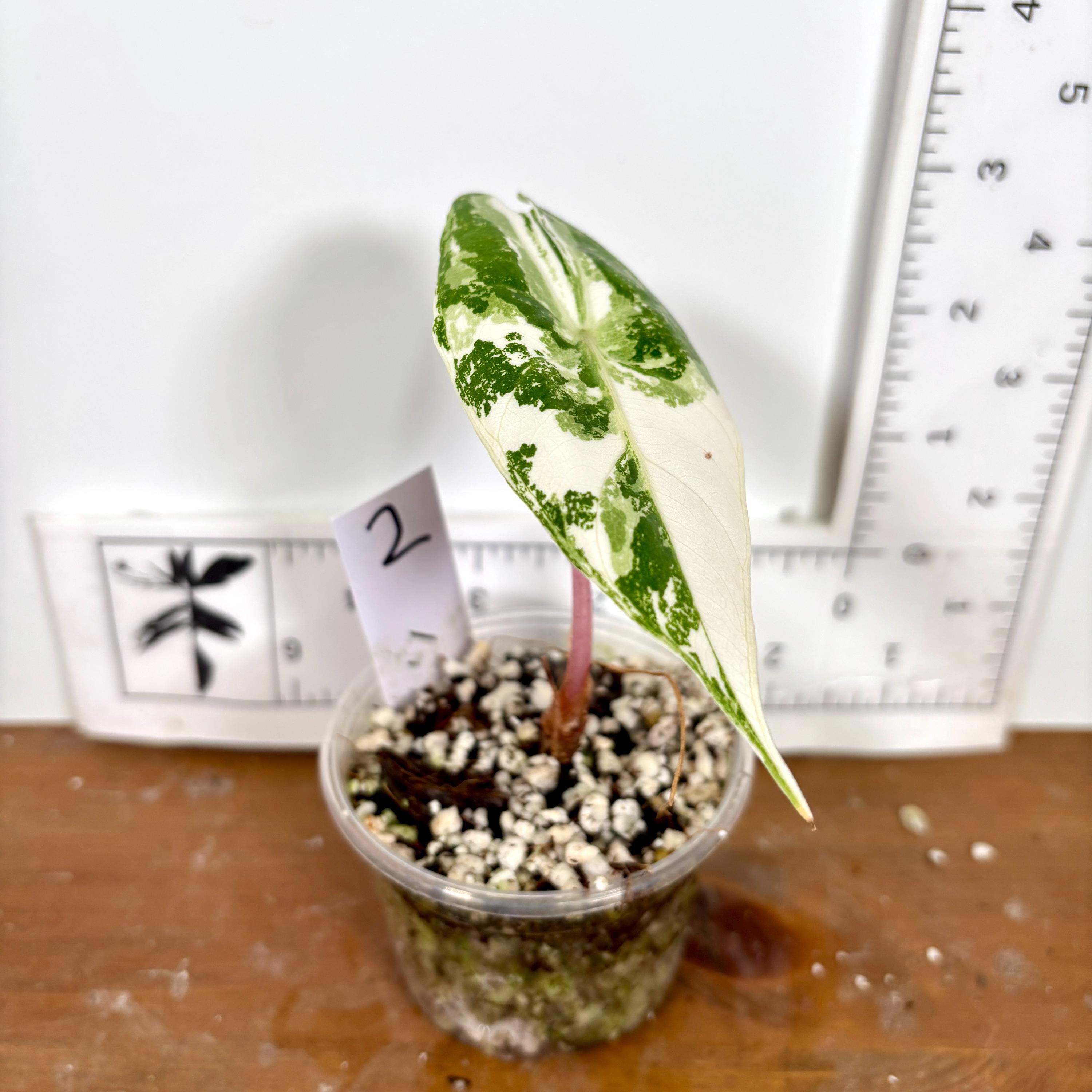 Variegated Alocasia Pink Dragon - Etsy Variegated Alocasia Pink Dragon - Etsy