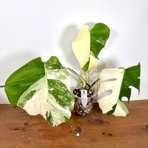 Monstera &#39;Albo&#39;| Highly variegated plants | Mature exact plants