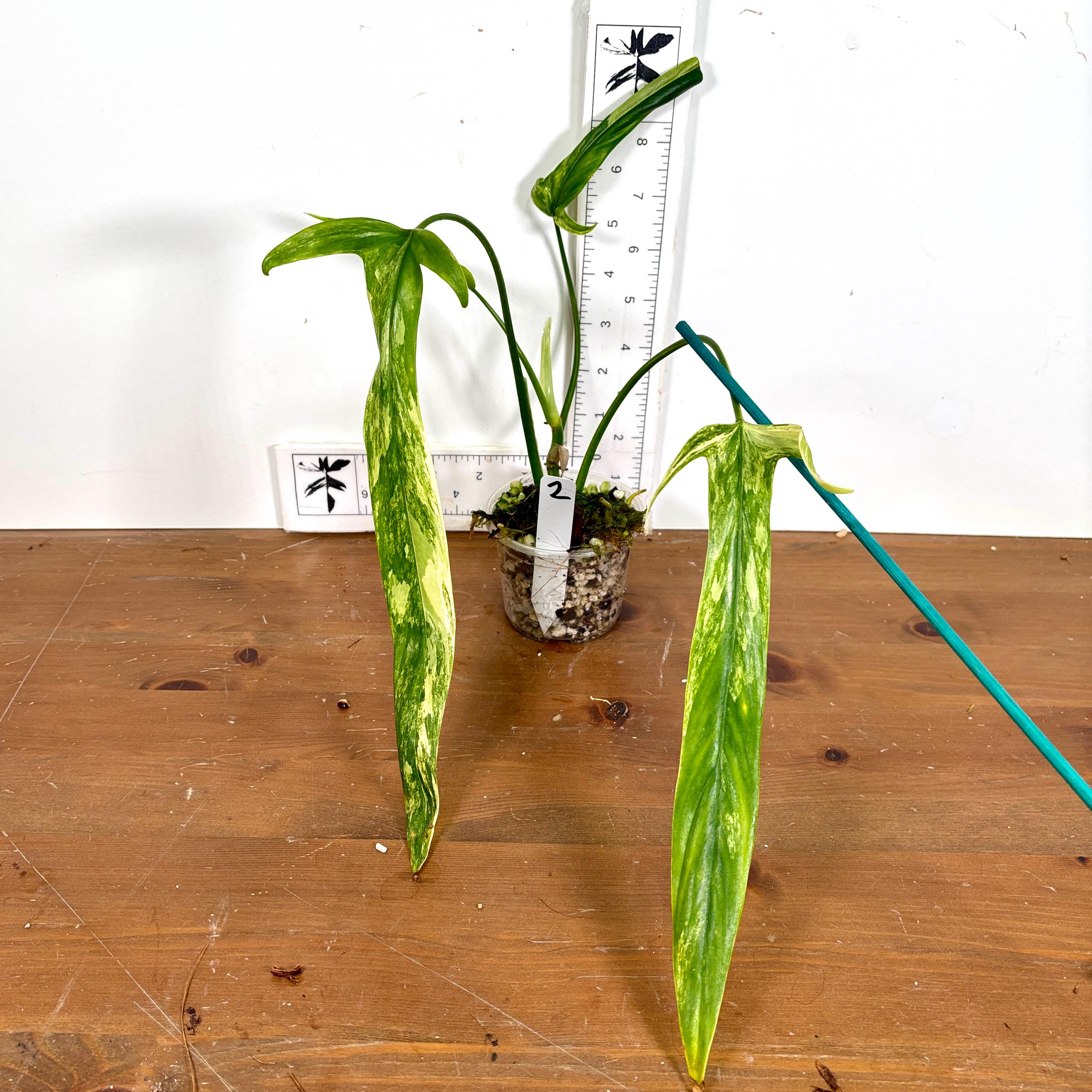 Philodendron Holtonianum Variegated - Etsy
