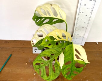 Variegated Monstera adansonii 'Albo' | Variegated "Swiss cheese plant" | Thriving rooted plant