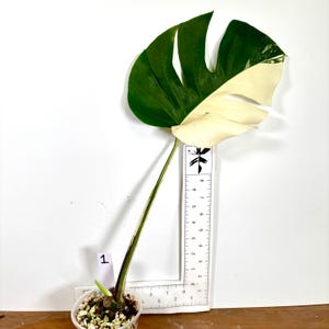 Monstera &#39;Albo&#39; | Exact Rooted Plants | One or Two leaves + nodes | Imperfect leaves