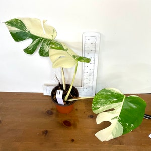 Monstera 'Albo'| Highly variegated plants | Rooted cuttings and plants