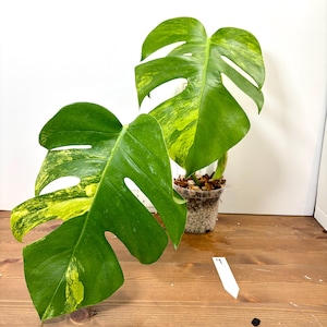 hanging golden pothos Epipremnum aureum Neon - Golden Pothos Hanging Plants | Hortology