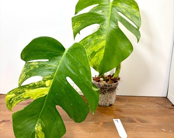 Variegated Yellow Marilyn Monstera Plant, 4